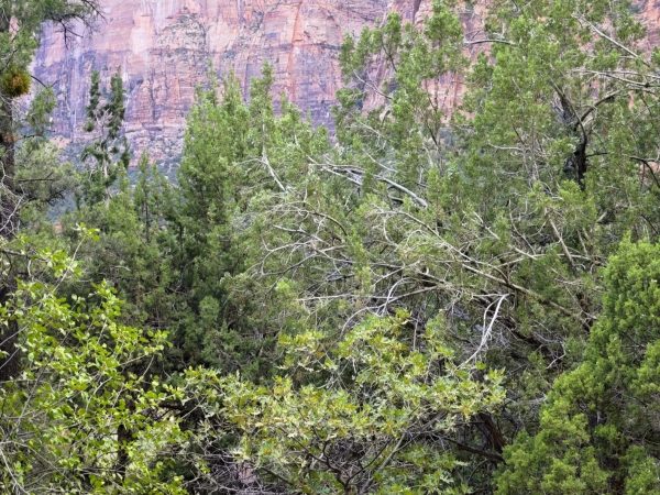 Zion National Parc