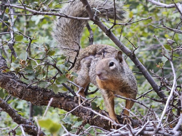 Zion National Parc