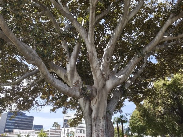 Los Angeles – Jour 3